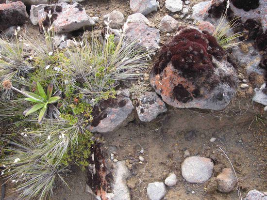 Im Tongariro-Nationalpark: Lavagestein und Pflanzenwuchs