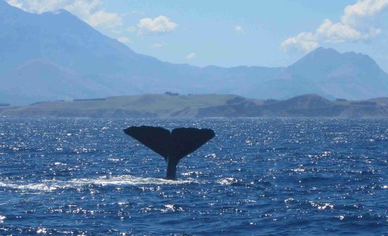 Der Pottwal taucht wieder ab - Kaikoura-Bucht (Südinsel)