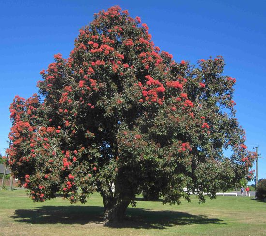 ein Pukatea-Baum, er blüht pünktlich im Dezember und ist somit mitten im Neuseeländischen Sommer der "Weihnachtsbaum" der Kiwis. (In der Nähe von Kaikoura / Südinsel)