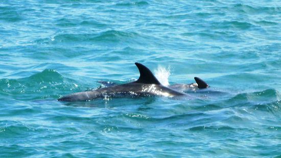 Delfin in der Bay of Islands (Nordinsel)