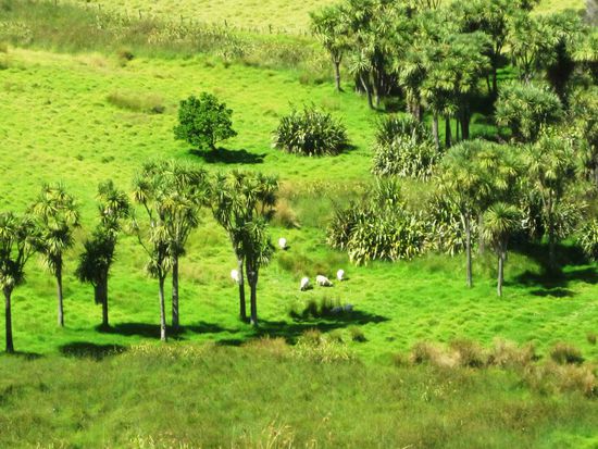 Auf einer Insel in der Bay of Islands