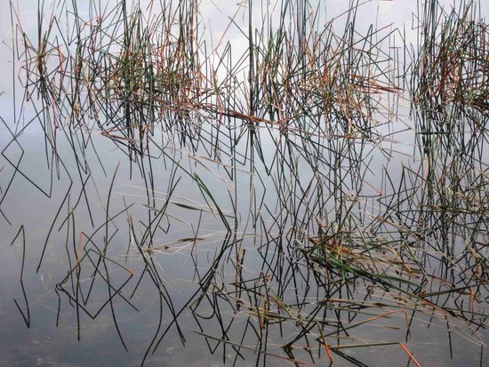 "Mikado"-Wasserpflanzen am Nelson-Lake (Südinsel)