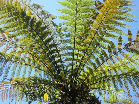 Farne werden bis zu 20 m hoch!