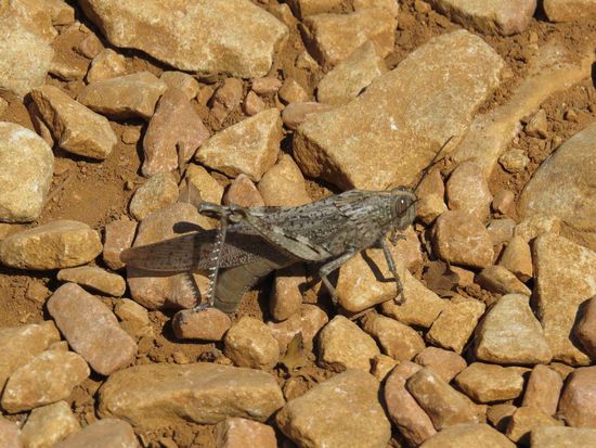 Provence-Schrecke legt ihre Einer ab, unter dem hinteren Flügel sieht man die Legröhre
