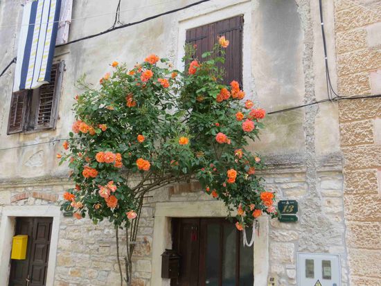 Rosenstöcke in Bale