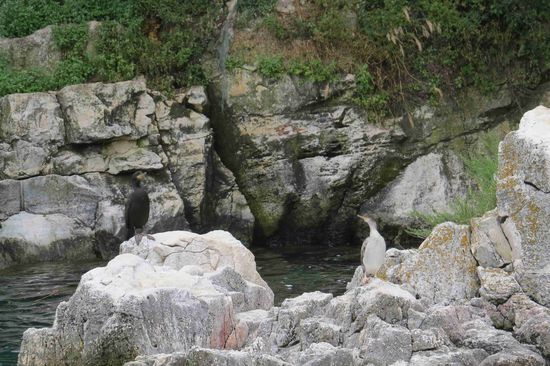 Scharben auf den Kalkfelsen bei Rovinj