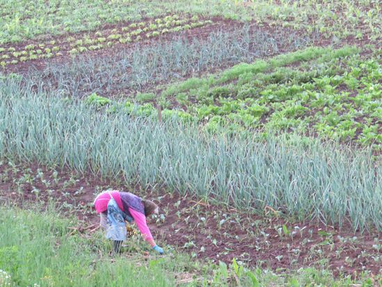 Kleiner Privatgarten in einer Karstsenke bei Plitvice