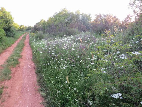 Rote-Erde-Weg von Blumen gesäumt