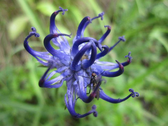 Plitvice: Interessante Blumen