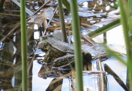 Paradies für Frösche