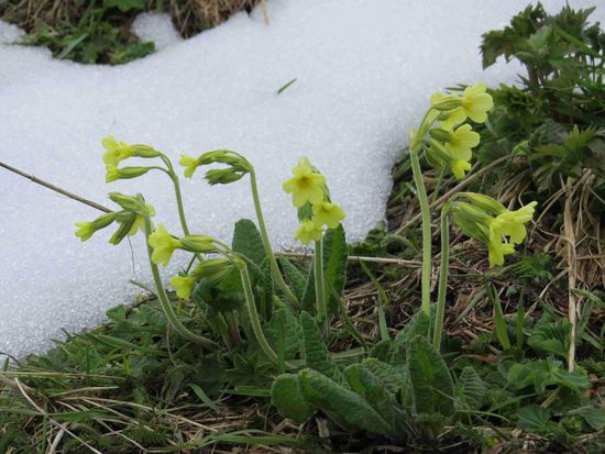 Jenner: Winter oder Frühling?