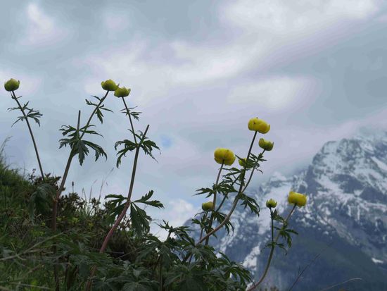 Drollblumen vor dem Watzmann