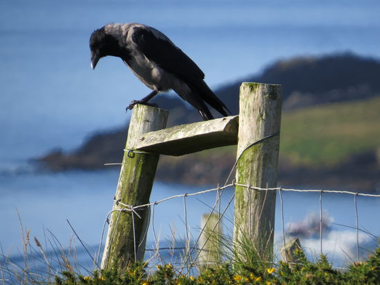 Bewacht er unser Haus?