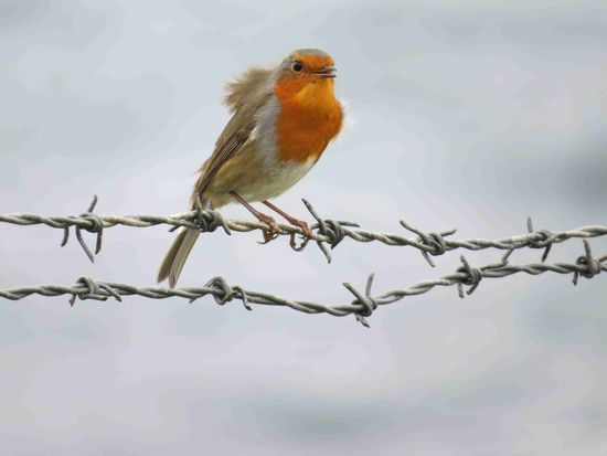 und immer wieder Rotkehlchen (Robin)