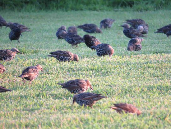 tägliche Besucher: Stare