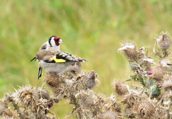 Stieglitze (Distelfinke) in einem - natürlich - Distelfeld