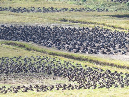 Torf wird getrocknet