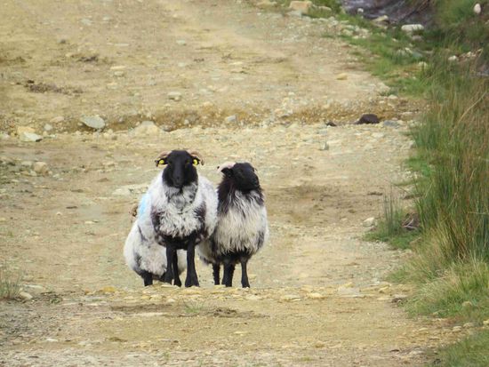 typische Galway-Schafe