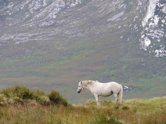 Im Connemara Hochland