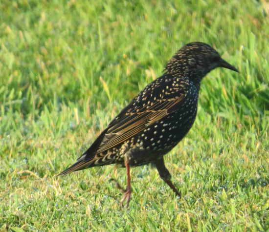tägliche Besucher: Stare