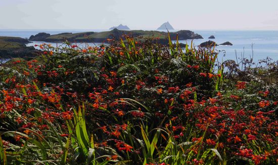 oder so, mit ganzen Feldern von Montbretien