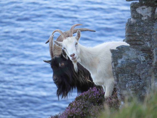 Die Ziegen kümmern sich nicht um die Schilder "Kommen Sie nicht zu nahe an die Klippen".....