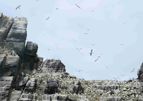 Zehntausende von Basstölpeln (gannets) auf Skellig Rock