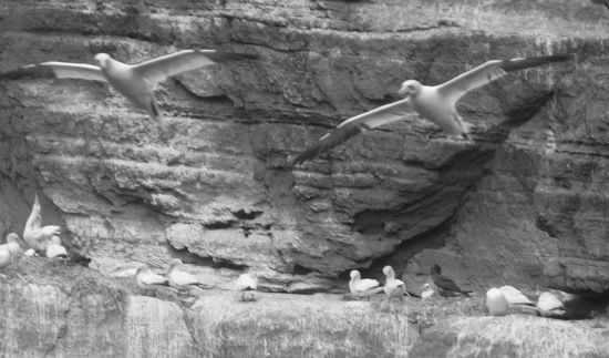 fast wie "Mini"-Albatrosse....