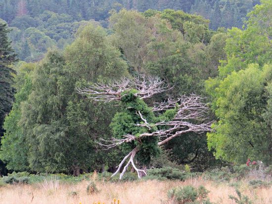 im Nationalpark bei Killarney