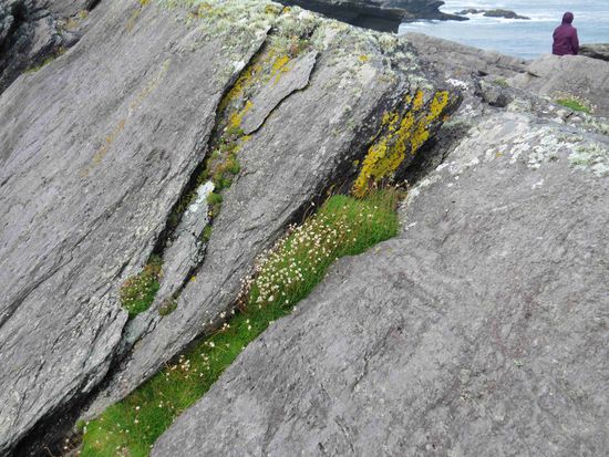 dazwischen Moos, Flechten, Pflanzen