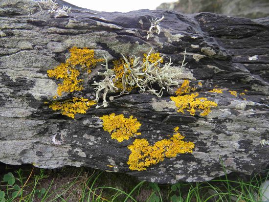 Moose und Flechten auf den Schieferplatten