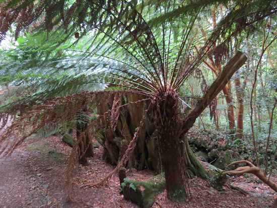 Glenleam: Farne wie in Neuseeland
