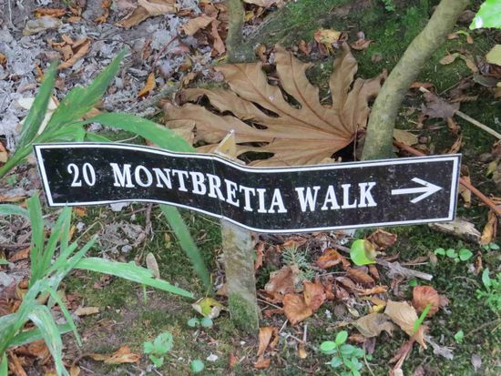 die unvermeidlichen Montbretien....