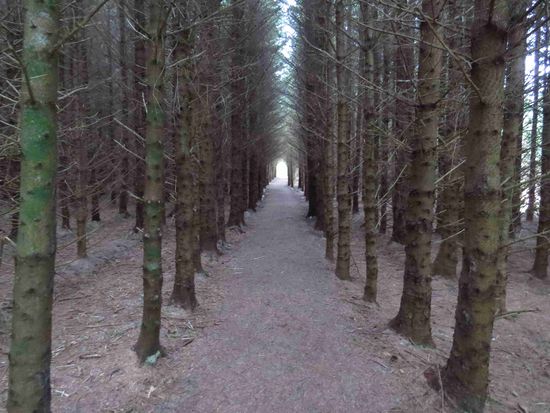 durch den Düsterwald