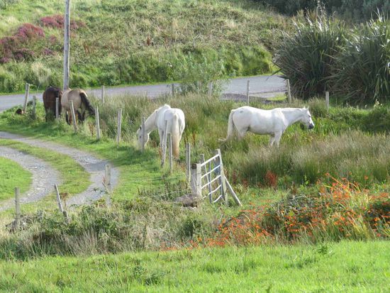 Galway Ponies