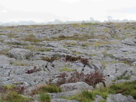 Karstfläche auf dem Burren