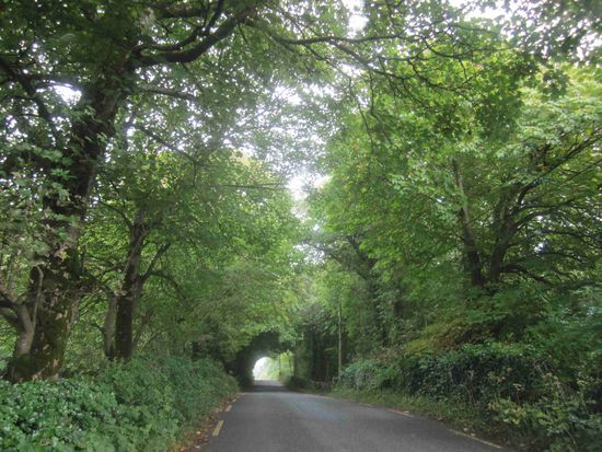 Immer wieder solche Baumalleen