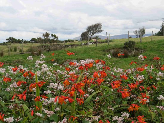Auf Renvyle Peninsula