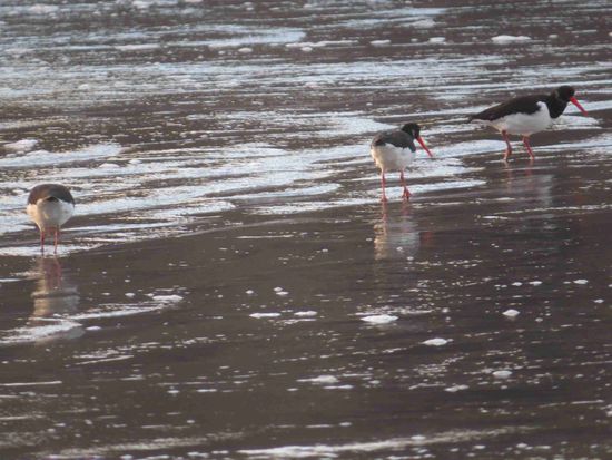 und die Austernfischer (oyster catcher) rennen geschäftig hin und her...