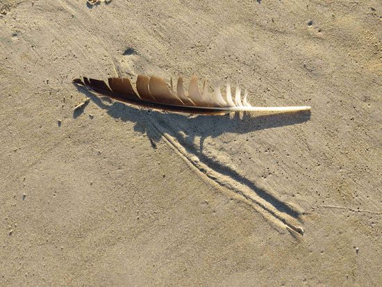 Feder im Wind (Roslare Strand)