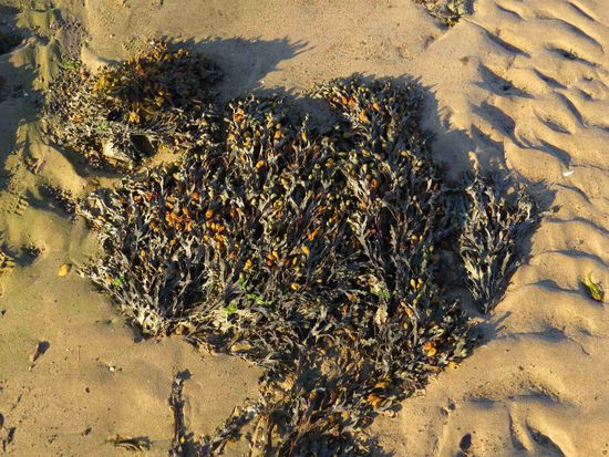 Strand-Details (Roslare Strand)