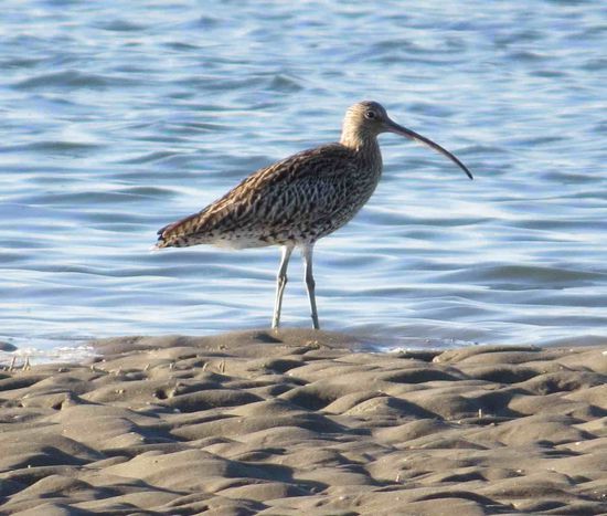 Curlew = großer Brachvogel (Roslare Strand)