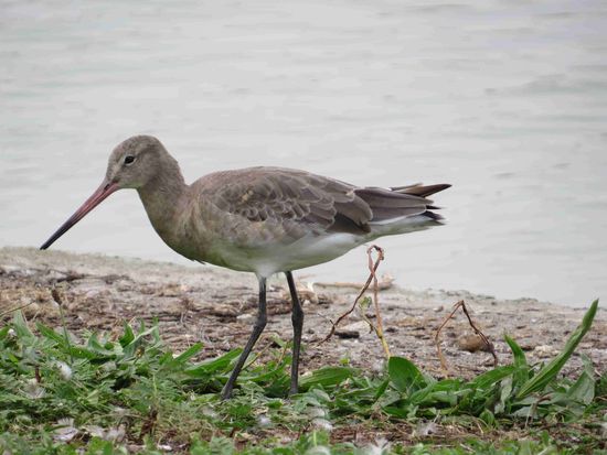 Wexford Wildfowl Reserve: Pfuhlschnepfe