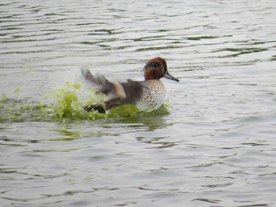 Wexford Wildfowl Reserve: Mittelsäger
alle Vogelnamen mühsam Englisch/Deutsch zusammen gesucht, wen jemand einem Nicht-Biologen und Binnenlandbewohner Irrtümer aufklärt, bin ich dankbar!