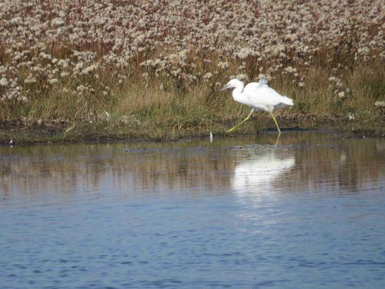 eiliger Seidenreiher auf Lady's island