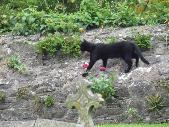 schwarze Katze auf den Grabsteinen, hat das was zu bedeuten?