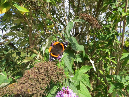 Unterwegs: Admiral bei Slane