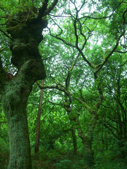 Galicien ist sehr schön grün - und das nicht von ungefähr. Hier regnet es sehr viel und die Wälder sind mystisch grün und bemoost.