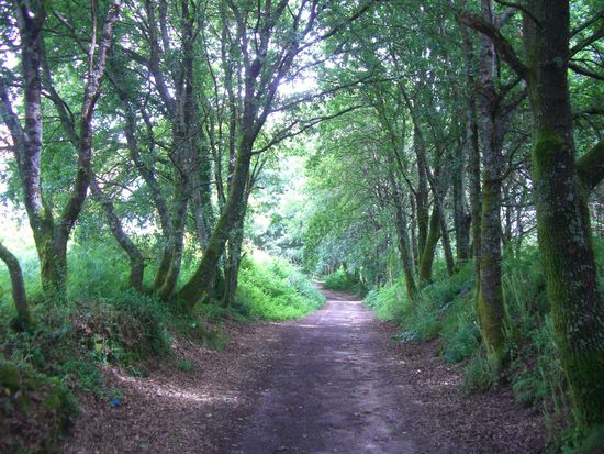 Durch den letzten Wald...