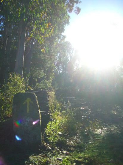 7:30 Uhr - ich bin auf dem Caminho! Der Sonne entgegegen, durch Eukalyptuswälder...